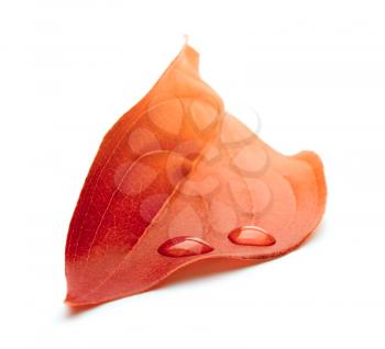 Red autumn leaf with water drop.Isolated.