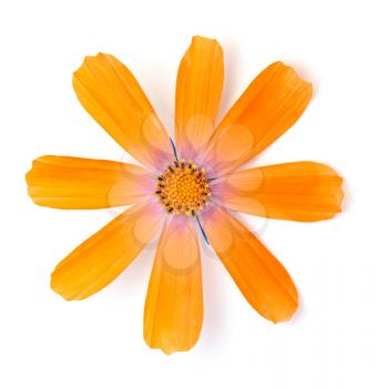 orange daisy flower on white