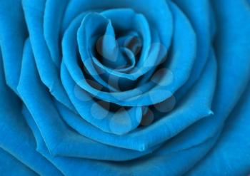 blue rose background