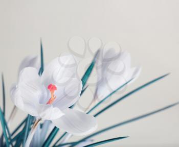 spring white crocus flower bouquet