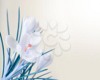 spring white crocus flower bouquet 