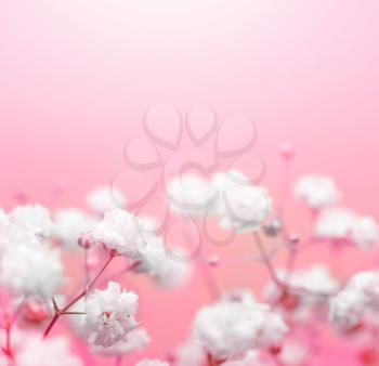 White flower on pink background. Soft focus.