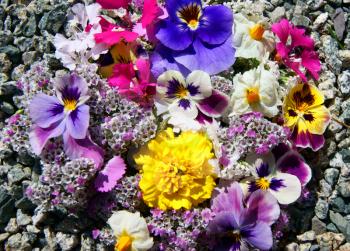 Much flowers amongst stone .Beautiful flower amongst stone