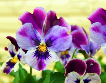 Flower pansy in garden.Very beautiful decorative flower