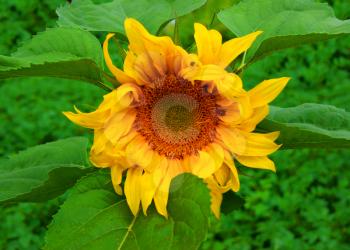 Flower of the sunflower yellow.Young flower sunflower