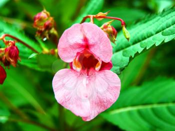 Garden flower balsamina on background green sheet