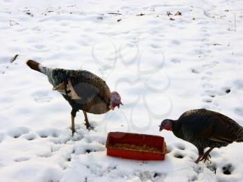 Royalty Free Photo of Turkeys in Winter