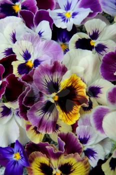 Colorful floral background from flower pansy.Flower Pansy