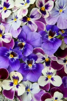 Colorful floral background from flower pansy.Flower Pansy