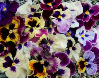 Colorful floral background from flower pansy.Flower Pansy