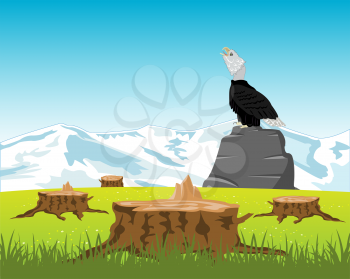 Bird eagle sits on stone in the middle glade and stump