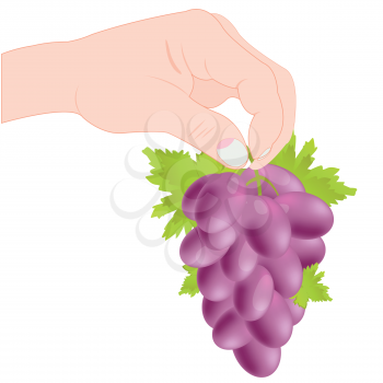 Ripe grape in hand of the person