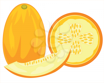 Vector illustration of the ripe fruit melon on white background