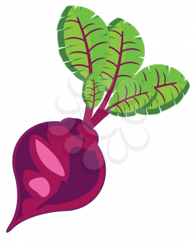 Vector illustration ripe and useful vegetable red beet