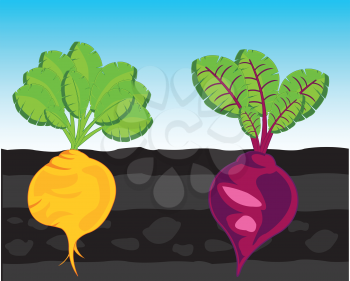 Vector illustration vegetables turnip and sugar beet in ground