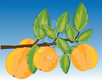 Vector illustration of the branch fruit tree plum with fruit