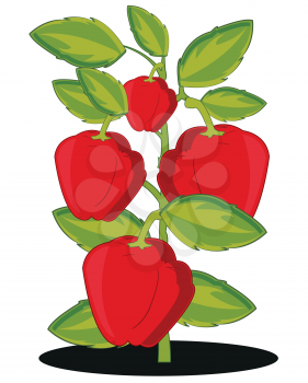 Vector illustration of the harvest red pepper on white background