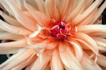 Macro background from petal of the rose flower aster