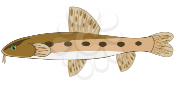 Vector illustration of river freshwater fish gudgeon