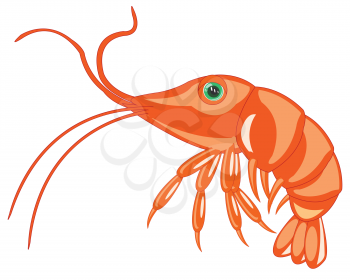 Vector illustration of the cartoon of the sea inhabitant prawn