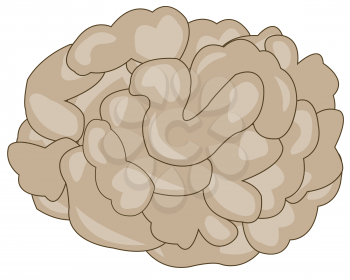 Vector illustration of the human brain on white background is insulated