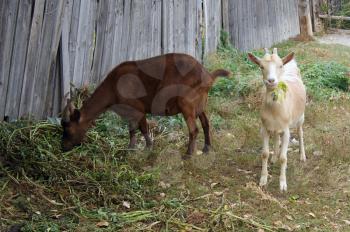 Pets nanny goats to fall in rural terrain