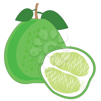 Vector illustration of the ripe exotic fruit pomelo