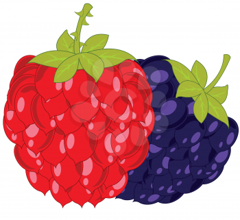 Berries raspberry and blackberry on white background is insulated