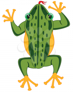 Vector illustration of the cartoon of the amphibian frog
