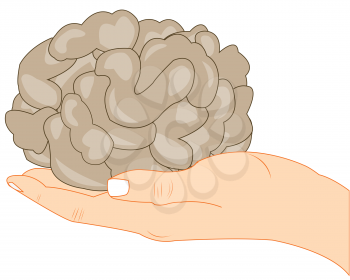 Brain of the person on palm on white background is insulated