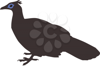 Royalty Free Clipart Image of a Himalayan Monal