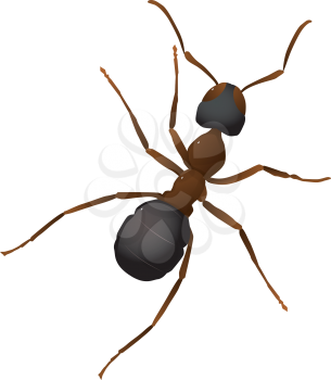 Royalty Free Clipart Image of an Ant on a White Background