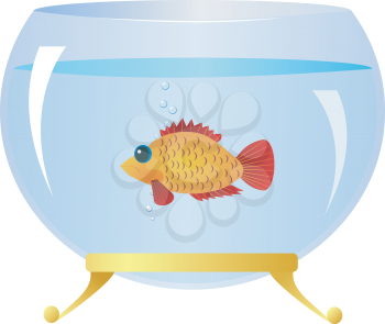 Decorative fish in an aquarium