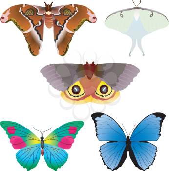 Vector Collection of butterflies