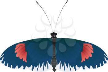 color vector butterfly