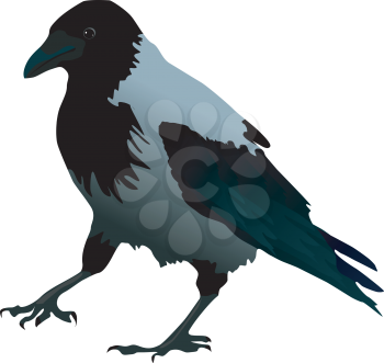 Vector illustration of raven with a raised paw