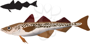 vector image of Alaska pollack 