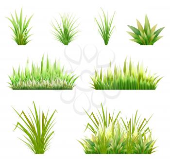 Color vector image of a green reeds grass and a number of coast plants on a white background. Illustration of spring sprouts and weeds in a pasture or garden. Stock vector