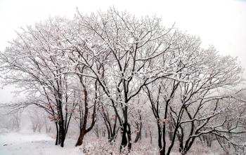 Beautiful landscape of winter forest