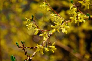 Branch with yellow flowers as a background