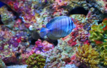 Tropical fish near the colorful corals in deep sea