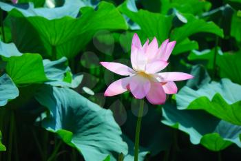 Beautiful pink lotus is a water flower