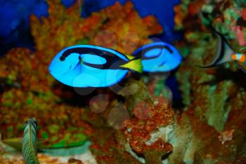 Beautiful tropical fish on the deep sea