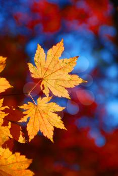 Yellow maple leaves on the red leaves forest background