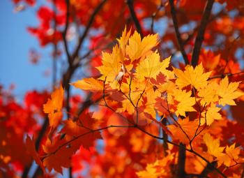 Yellow maple leaves on the forest background