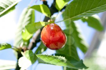 Macro photo of red cherry on the tree