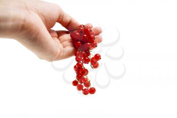 Female hand holding red currant berries isolated on white background