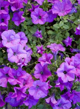 Beautiful violet petunias - close-up image