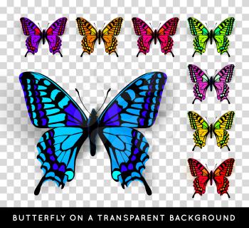Realistic butterfly on transparent background. Vector illustration of a top view