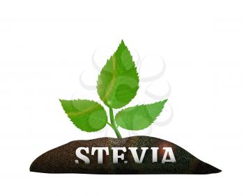Stevia plant in the ground. Vector illustration on white